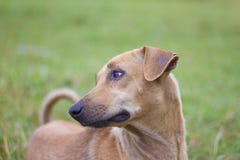 Le chien brun masculin a fait une vue triste sur le fond naturel de l'or, du ciel et des montagnes photos stock Le chien brun masculin a fait une vue triste sur le fond naturel de l'or, du ciel et des montagnes photos stock