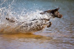 Le chien d'arrêt de Brown Labrador saute dans l'eau photos stock Le chien d'arrêt de Brown Labrador saute dans l'eau photos stock