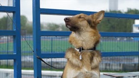 Le chien dans le village se repose attaché à une chaîne Le chien attaché se repose à la barrière Chien attendant son maître images libres de droits Le chien dans le village se repose attaché à une chaîne Le chien attaché se repose à la barrière Chien attendant son maître images libres de droits