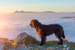 Le chien de berger noir observe le coucher du soleil au-dessus des montagnes photo libre de droits Le chien de berger noir observe le coucher du soleil au-dessus des montagnes photo libre de droits