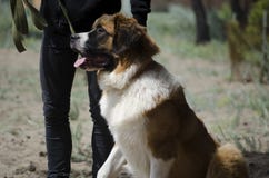 Le chien de garde de Moscou se repose sur une base de formation photo stock Le chien de garde de Moscou se repose sur une base de formation photo stock