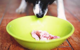 Le chien de reniflement Border collie noir et blanc mignon ont une viande crue dans la cuvette verte images libres de droits Le chien de reniflement Border collie noir et blanc mignon ont une viande crue dans la cuvette verte images libres de droits