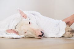 Le chien drôle se trouve sur un oreiller sous une couverture, tout en essayant de tomber endormi images libres de droits Le chien drôle se trouve sur un oreiller sous une couverture, tout en essayant de tomber endormi images libres de droits