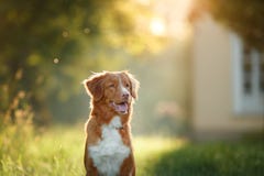 Le chien marche sur la nature, verts, fleurs Nova Scotia Duck Tolling Retriever images libres de droits Le chien marche sur la nature, verts, fleurs Nova Scotia Duck Tolling Retriever images libres de droits