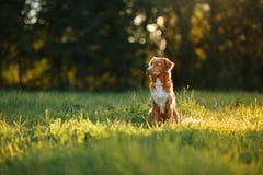 Le chien marche sur la nature, verts, fleurs Nova Scotia Duck Tolling Retriever images stock Le chien marche sur la nature, verts, fleurs Nova Scotia Duck Tolling Retriever images stock