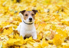 Le chien mignon de Jack Russell Terrier se couchant l'automne jaune tombé part image stock Le chien mignon de Jack Russell Terrier se couchant l'automne jaune tombé part image stock