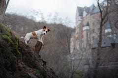 Le chien regarde le château Petit chien sur des promenades de nature Jack Russell Terrier Outside image libre de droits Le chien regarde le château Petit chien sur des promenades de nature Jack Russell Terrier Outside image libre de droits