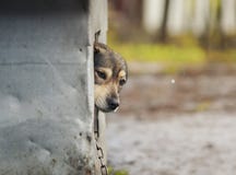 Le chien regarde impatiemment hors de la cabine et de sembler exact image libre de droits Le chien regarde impatiemment hors de la cabine et de sembler exact image libre de droits
