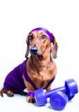 Chien et sports photo stock Chien et sports photo stock