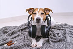 Le chien se situe dans des écouteurs sans fil sur la couverture photos stock Le chien se situe dans des écouteurs sans fil sur la couverture photos stock