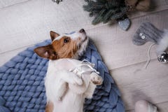 Le chien se trouve sur le plancher Jack Russell Terrier sur une couverture photos stock Le chien se trouve sur le plancher Jack Russell Terrier sur une couverture photos stock