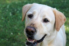 Le chien veut des festins photographie stock libre de droits Le chien veut des festins photographie stock libre de droits