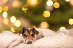 Le chienchien doux de Jack Russell Terrier se trouve sur un oreiller devant le fond de blurres photos stock Le chienchien doux de Jack Russell Terrier se trouve sur un oreiller devant le fond de blurres photos stock