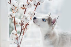 Le chiot enroué renifle des branches de coton Photos stock Le chiot enroué renifle des branches de coton Photos stock