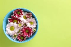 Le chrysanthème d'automne fleurit dans une cuvette bleue sur un fond vert à la mode avec l'espace pour une inscription photos stock Le chrysanthème d'automne fleurit dans une cuvette bleue sur un fond vert à la mode avec l'espace pour une inscription photos stock