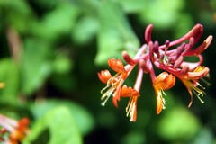 Le chèvrefeuille fleurit le plan rapproché photo libre de droits Le chèvrefeuille fleurit le plan rapproché photo libre de droits