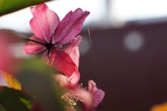 Le clematidi con i grandi fiori rosa-intenso si chiudono su immagine stock Le clematidi con i grandi fiori rosa-intenso si chiudono su immagine stock