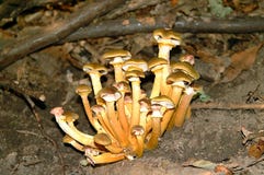 Le clou est un champignon qui vit dans la campagne, près des prés, des arbres image libre de droits Le clou est un champignon qui vit dans la campagne, près des prés, des arbres image libre de droits