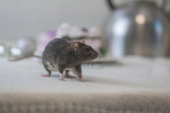 Le concept de la crainte d'un rat Souris grise Rat foncé dessus image stock Le concept de la crainte d'un rat Souris grise Rat foncé dessus image stock