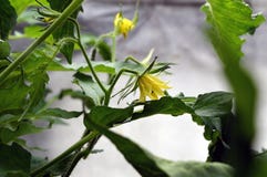 Le concombre jaune fleurit en serre chaude attachée à une corde images libres de droits Le concombre jaune fleurit en serre chaude attachée à une corde images libres de droits