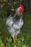Le coq de la promenade images stock Le coq de la promenade images stock