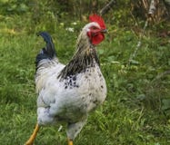 Le coq de la promenade photos stock Le coq de la promenade photos stock
