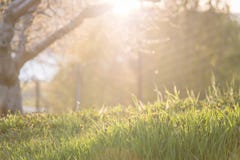 Le coucher de soleil brillant par le pommier s'embranche sur la nouvelle herbe de ressort images libres de droits Le coucher de soleil brillant par le pommier s'embranche sur la nouvelle herbe de ressort images libres de droits