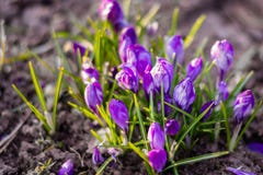 Le crocus bleu fleurit au sol avec sélectif/doucement le foyer photographie stock Le crocus bleu fleurit au sol avec sélectif/doucement le foyer photographie stock
