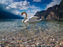 Le cygne et son lac Le cygne et son lac
