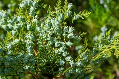 Le cèdre de branche de Cypress est un arbre conifére à feuilles persistantes photos libres de droits Le cèdre de branche de Cypress est un arbre conifére à feuilles persistantes photos libres de droits