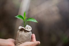 Le donne passano la tenuta delle piantine crescenti nelle borse del suolo fertile, piantanti gli alberi per ridurre il riscaldame fotografie stock libere da diritti Le donne passano la tenuta delle piantine crescenti nelle borse del suolo fertile, piantanti gli alberi per ridurre il riscaldame fotografie stock libere da diritti