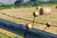 Le erbacce graziose che crescono intorno ad un legno e ad un filo spinato recintano circondare un campo di fieno vicino a San Lui immagine stock Le erbacce graziose che crescono intorno ad un legno e ad un filo spinato recintano circondare un campo di fieno vicino a San Lui immagine stock