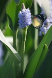le farfalle scendono sui fiori nel corso della mattinata immagini stock libere da diritti le farfalle scendono sui fiori nel corso della mattinata immagini stock libere da diritti
