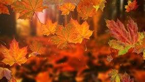 Le Foglie Di Autunno Che Cadono Al Rallentatore Ed Il Sole Che Splende Con  La Caduta Va Stock Footage - Video Di Giorno, Paesaggio: 99712916