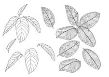 Le foglie scheletriche hanno allineato la progettazione sul vettore bianco dell'illustrazione del fondo illustrazione di stock Le foglie scheletriche hanno allineato la progettazione sul vettore bianco dell'illustrazione del fondo illustrazione di stock