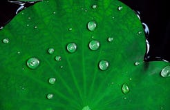 Le foglie tropicali del loto del primo piano con le gocce dell'acqua su sorgono Fotografia Stock Le foglie tropicali del loto del primo piano con le gocce dell'acqua su sorgono Fotografia Stock