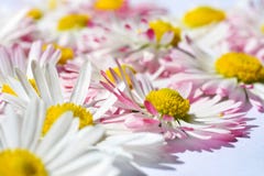 Le fond d'isolement avec la marguerite blanche fleurit avec un noyau jaune et des pétales roses photographie stock Le fond d'isolement avec la marguerite blanche fleurit avec un noyau jaune et des pétales roses photographie stock