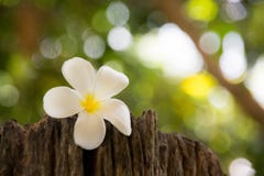 Le Frangipani est une fleur de ?station thermale tha?landaise photo stock Le Frangipani est une fleur de ?station thermale tha?landaise photo stock