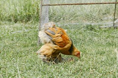 Le galline si alimentano il cortile rurale tradizionale Gallina che sta nell'erba sul giardino rurale in campagna Chiuda in su de immagini stock libere da diritti Le galline si alimentano il cortile rurale tradizionale Gallina che sta nell'erba sul giardino rurale in campagna Chiuda in su de immagini stock libere da diritti