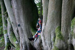 Le gambe di signora nello spacco degli alberi di faggio immagini stock libere da diritti Le gambe di signora nello spacco degli alberi di faggio immagini stock libere da diritti