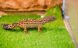 Le gecko sous-léthal de léopard se repose sur l'herbe verte dans un magasin de bêtes dans t photographie stock Le gecko sous-léthal de léopard se repose sur l'herbe verte dans un magasin de bêtes dans t photographie stock