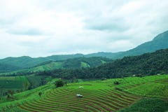 Le gisement en terrasse vert de riz à la PA bong le village de piang, Chiangmai, Thaïlande photo libre de droits Le gisement en terrasse vert de riz à la PA bong le village de piang, Chiangmai, Thaïlande photo libre de droits