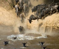 Le gnou sautant dans Mara River Transfert grand kenya tanzania Masai Mara National Park image libre de droits Le gnou sautant dans Mara River Transfert grand kenya tanzania Masai Mara National Park image libre de droits