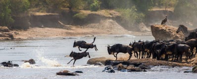 Le gnou sautant dans Mara River Transfert grand kenya tanzania Masai Mara National Park photographie stock libre de droits Le gnou sautant dans Mara River Transfert grand kenya tanzania Masai Mara National Park photographie stock libre de droits