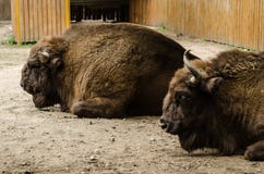 Le grand bison brun avec des klaxons ont un repos dans le zoo de Kyiv photos stock Le grand bison brun avec des klaxons ont un repos dans le zoo de Kyiv photos stock