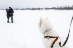 Le grand chien blanc observe les couples de baiser dans le jour d'hiver images stock Le grand chien blanc observe les couples de baiser dans le jour d'hiver images stock
