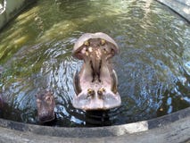 Le grand hippopotame a soulevé sa tête énorme hors de l'eau et a ouvert sa bouche pour attendre la nourriture dans un zoo Vue sup photo stock Le grand hippopotame a soulevé sa tête énorme hors de l'eau et a ouvert sa bouche pour attendre la nourriture dans un zoo Vue sup photo stock