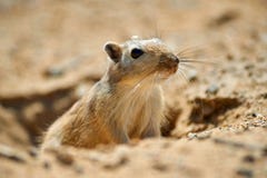 Le grand opimus de Rhombomys de gerbil photographie stock Le grand opimus de Rhombomys de gerbil photographie stock