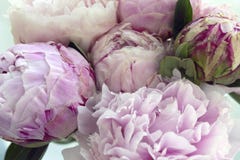 Le groupe frais de plan rapproché de pivoines roses, pivoine fleurit Carte, pour épouser photos libres de droits Le groupe frais de plan rapproché de pivoines roses, pivoine fleurit Carte, pour épouser photos libres de droits