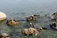Le guarnizioni di Baikal si trovano sulle rocce sulle isole di Ushkan immagini stock Le guarnizioni di Baikal si trovano sulle rocce sulle isole di Ushkan immagini stock